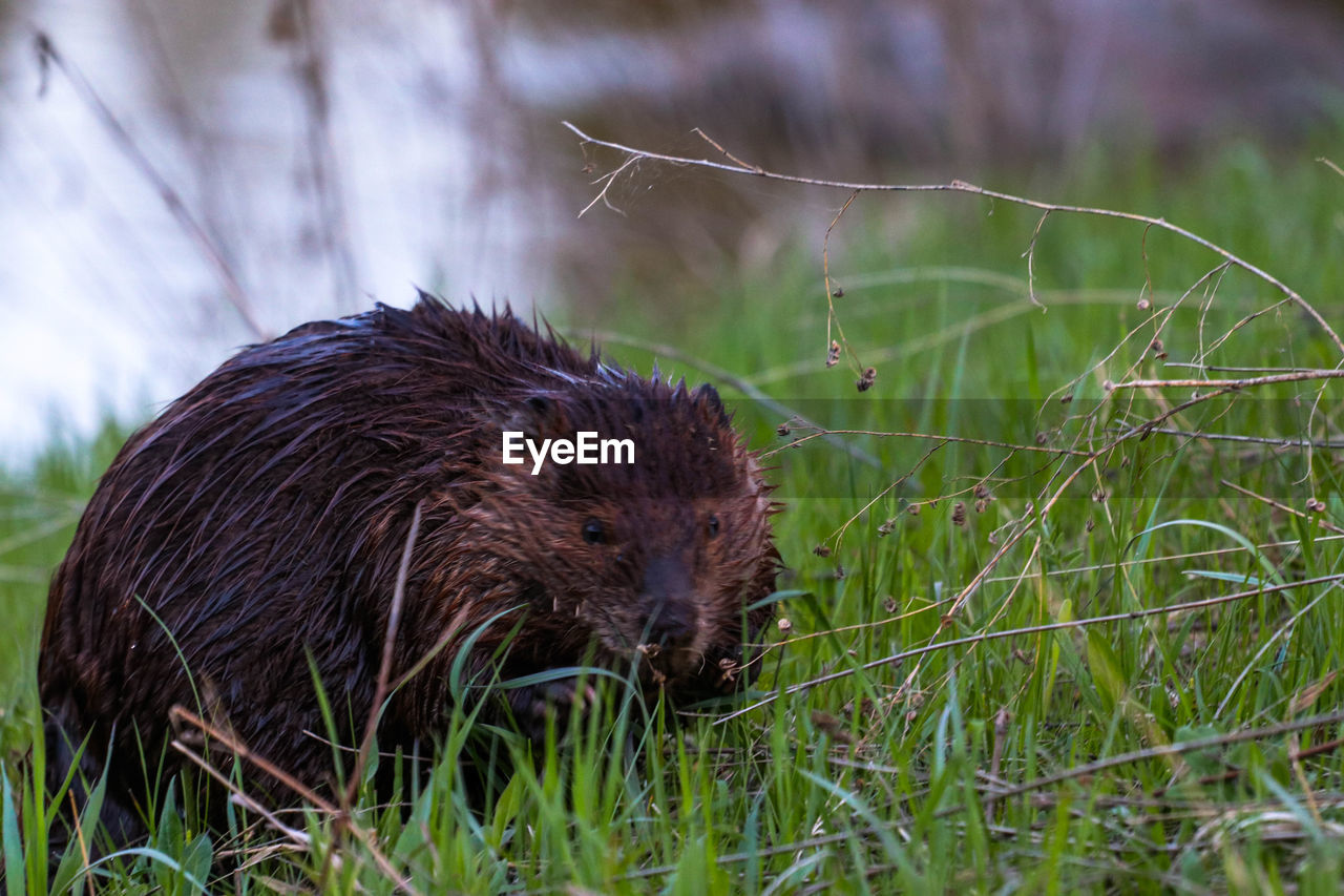 Close-up of rodent on grassy field