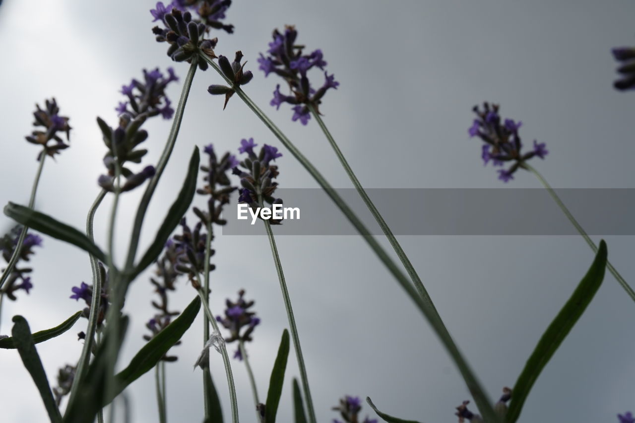 LOW ANGLE VIEW OF PURPLE FLOWERING PLANT