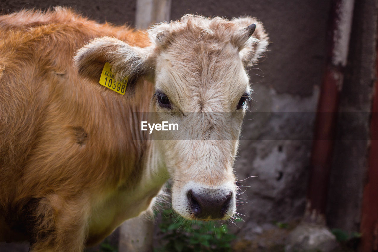 Close-up portrait of cow