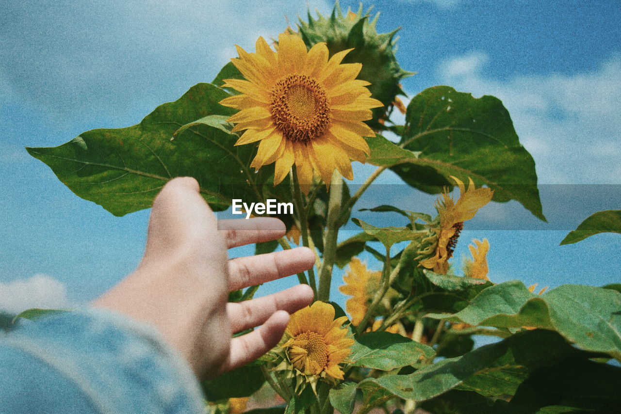Close-up of woman hand reaching towards sunflower against sky