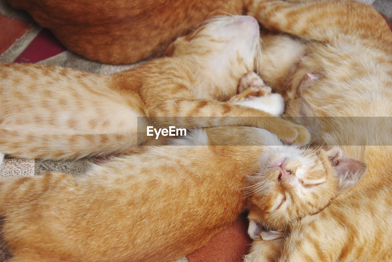 Close-up of cats sleeping on floor