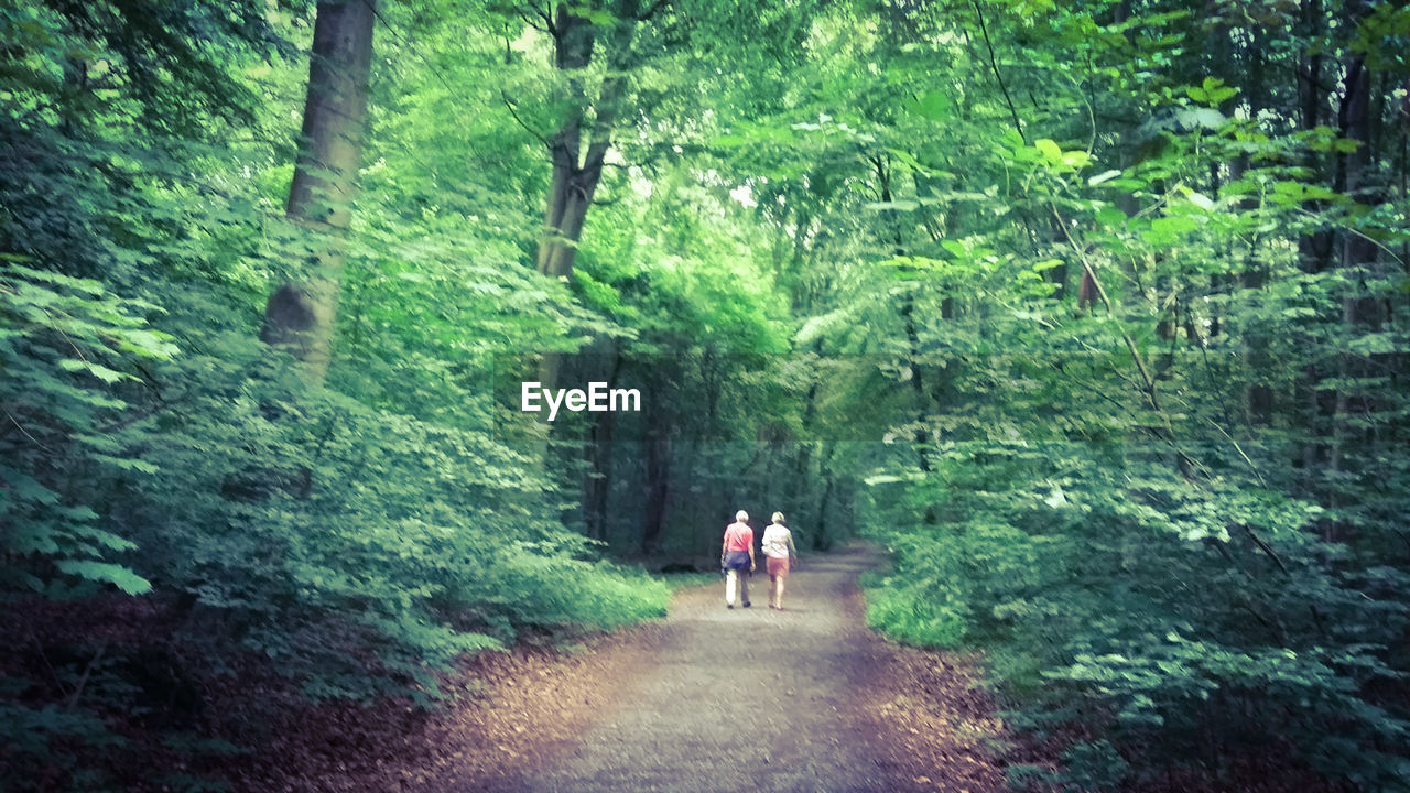 PEOPLE WALKING ON FOOTPATH IN FOREST