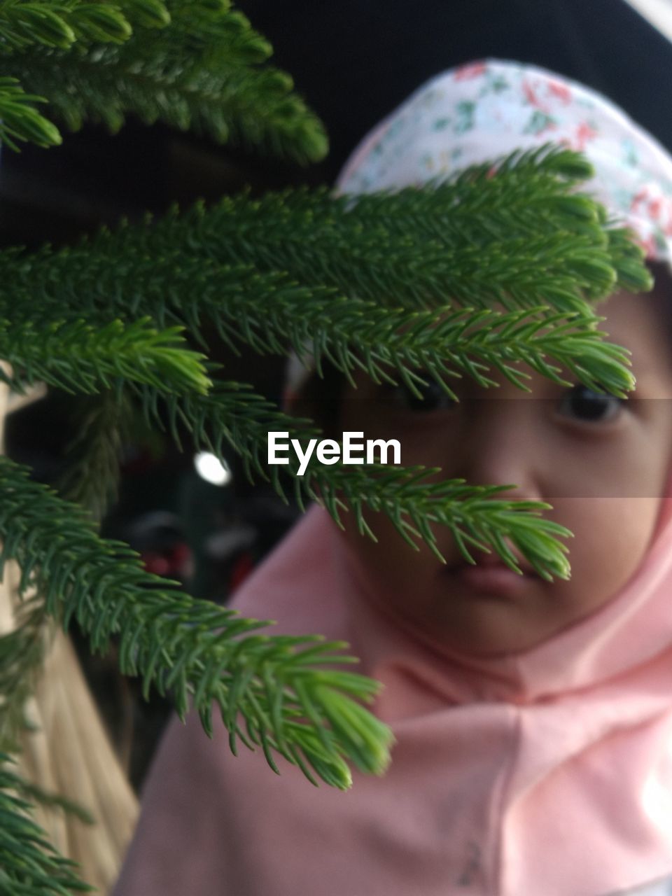 plant, green, celebration, tree, christmas tree, leaf, christmas, holiday, branch, christmas decoration, plant part, nature, flower, one person, indoors, close-up, decoration, pine tree, coniferous tree, tradition, herb, selective focus, studio shot