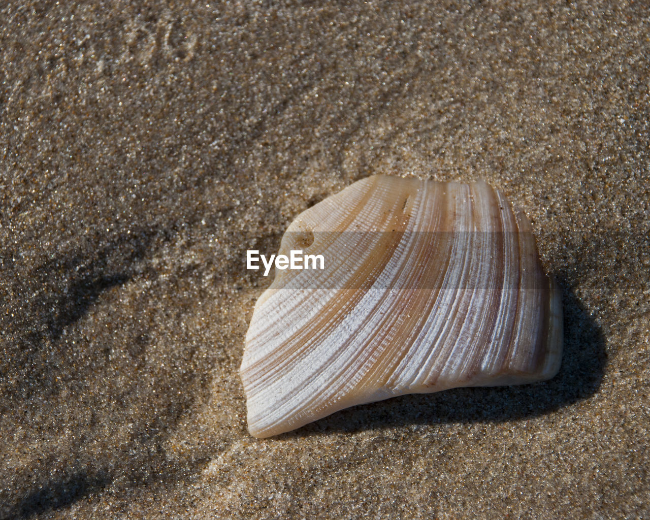 CLOSE-UP OF SHELLS ON BEACH