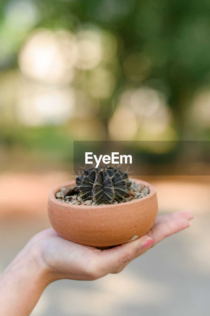 Cactus in pots available in thailand