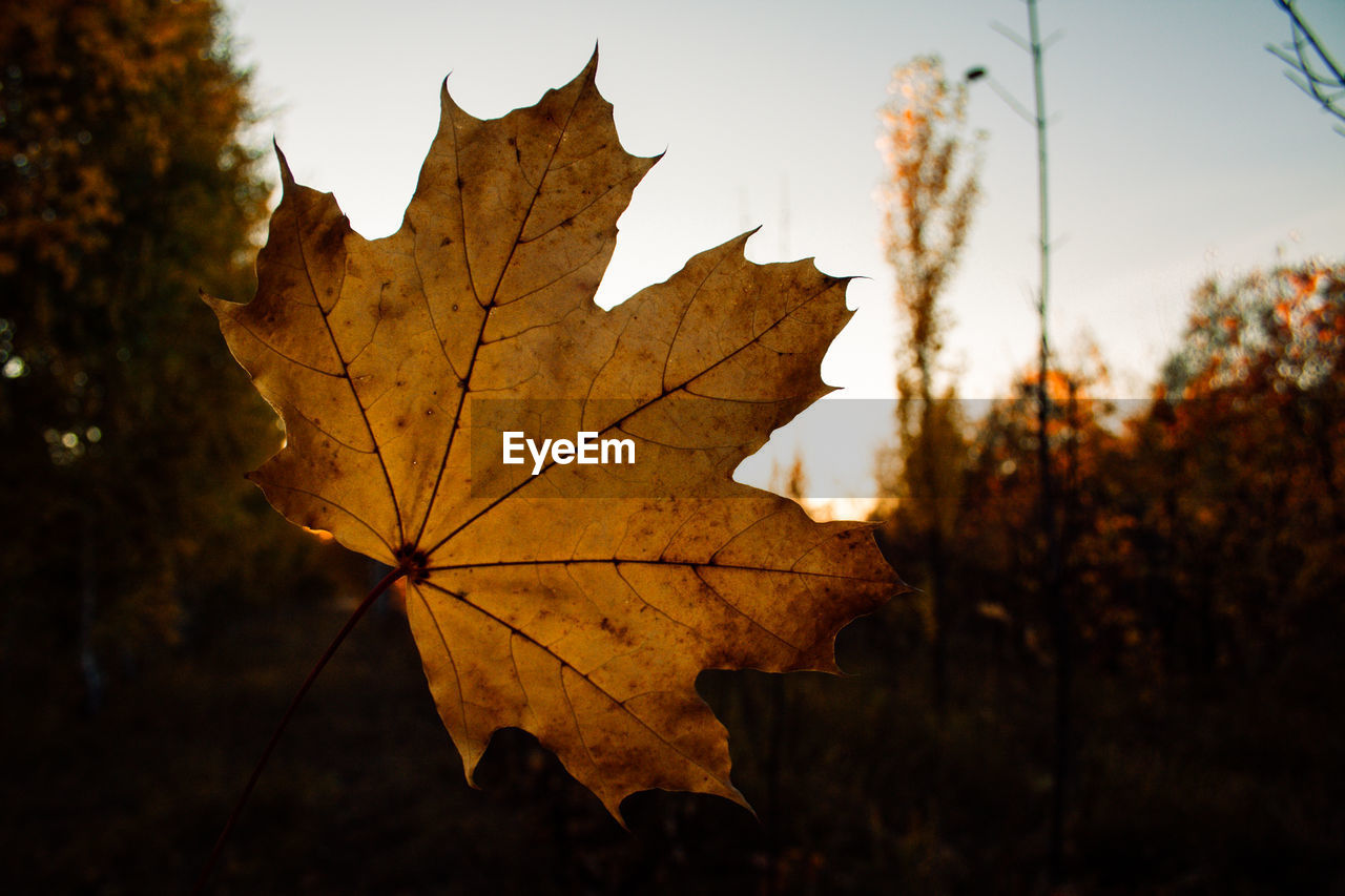 Close-up of dry maple leaves against sky