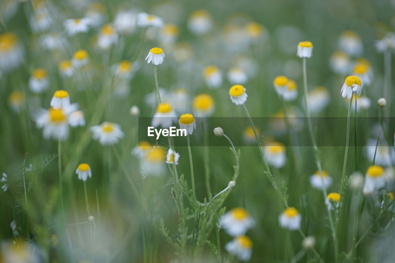 Wide field of matricaria chamomilla recutita, known as chamomile, camomile or scented mayweed.