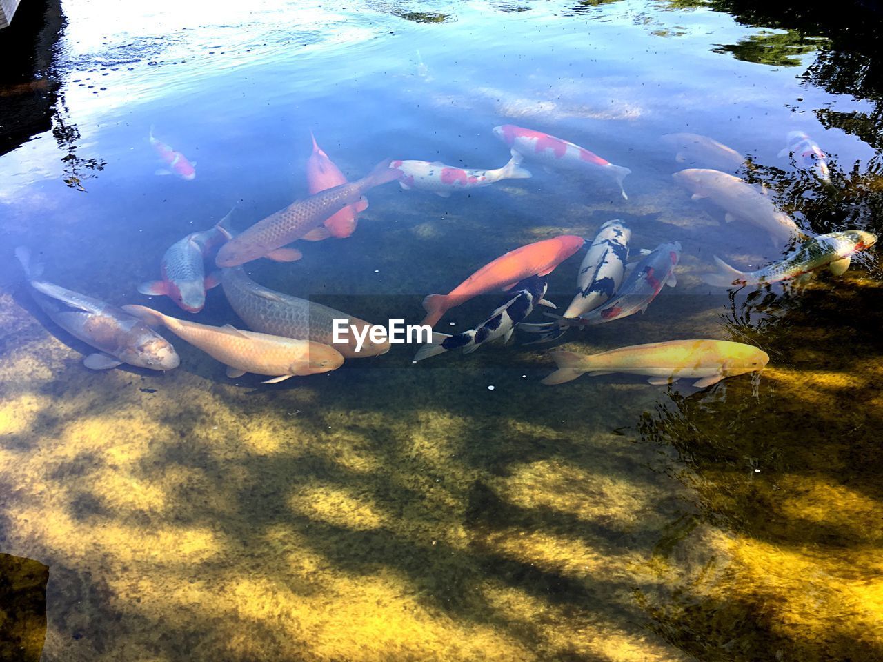 VIEW OF KOI FISH IN SEA