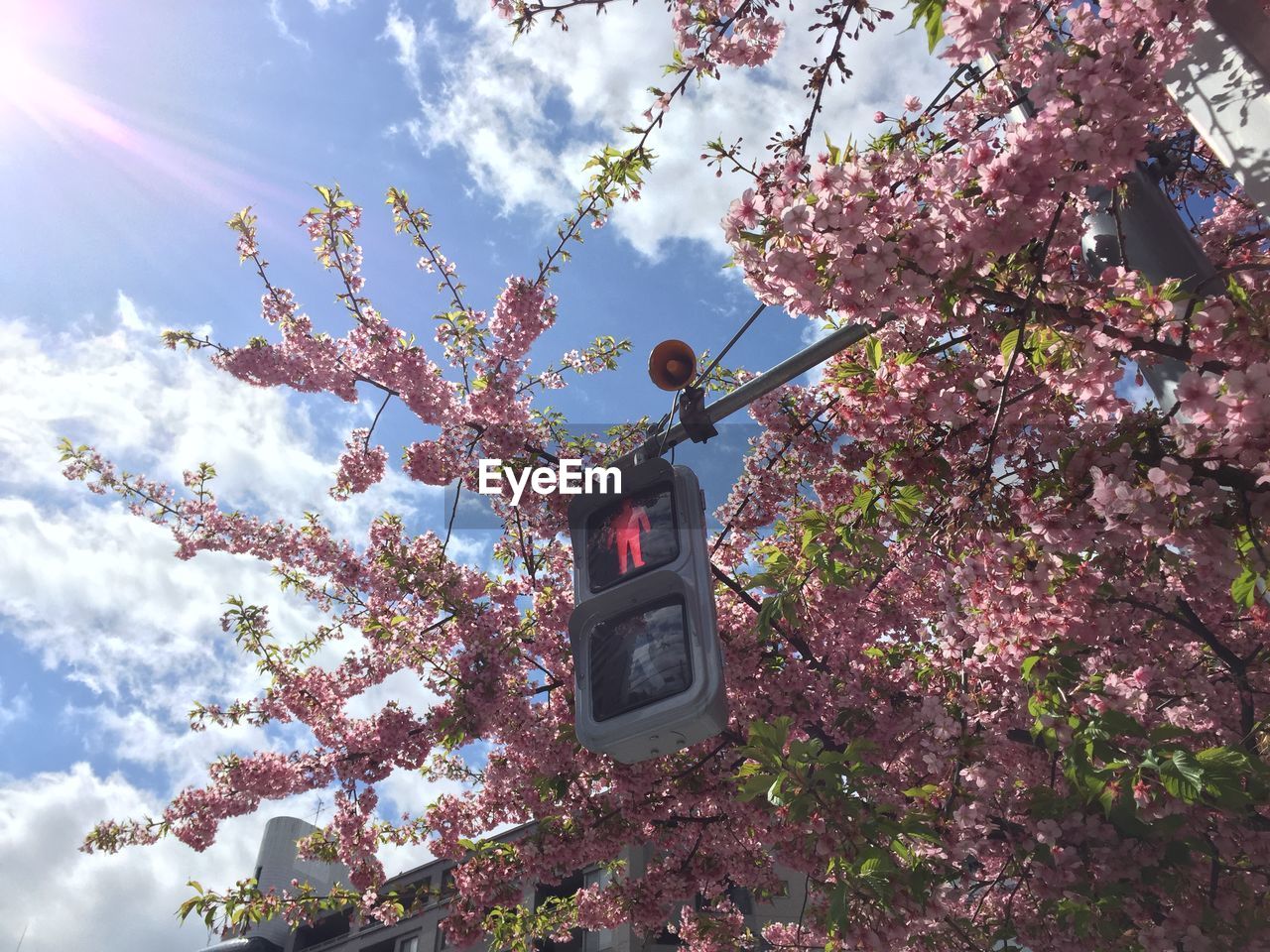 Low angle view of road signal by cherry tree against sky