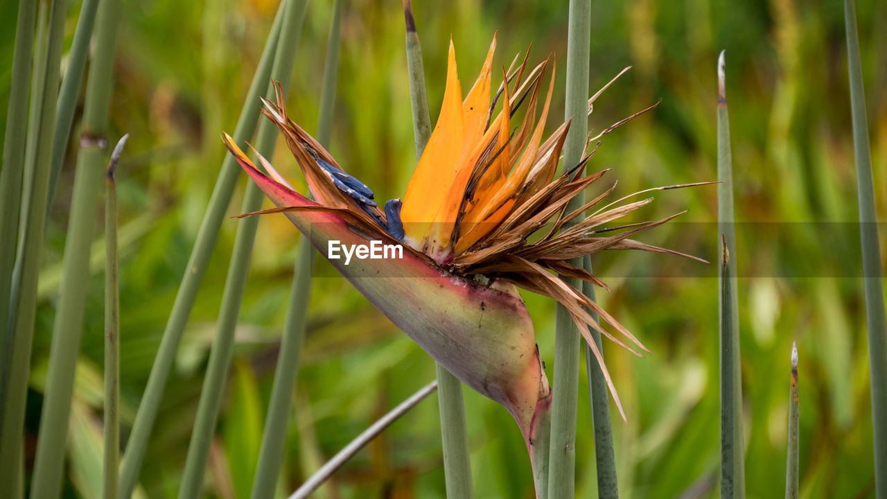 CLOSE-UP OF BUG ON PLANT