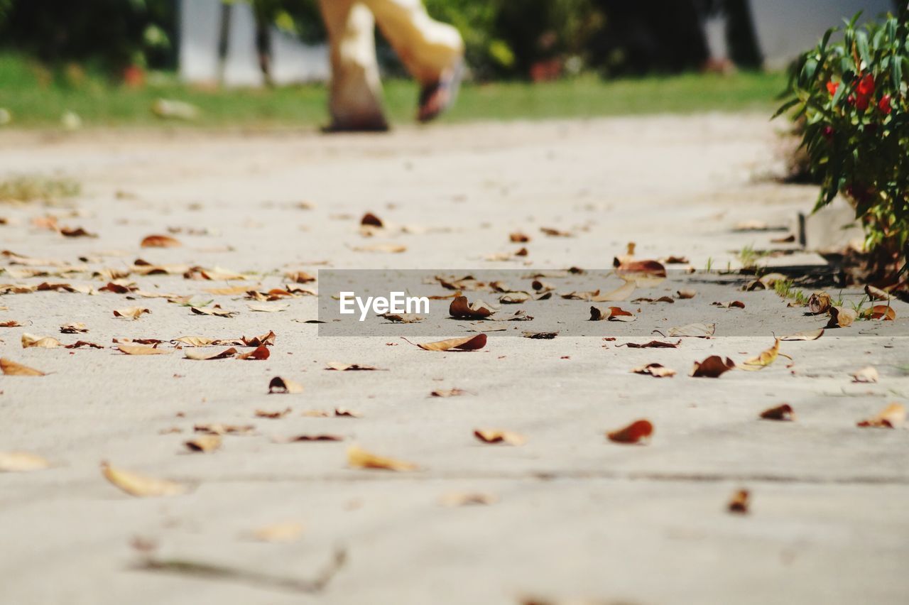 Autumn leaves fallen on footpath at park