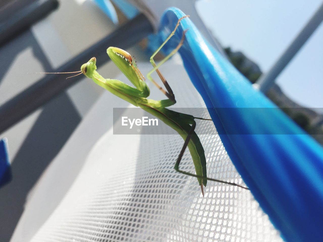 Close-up of insect on leaf against blurred background