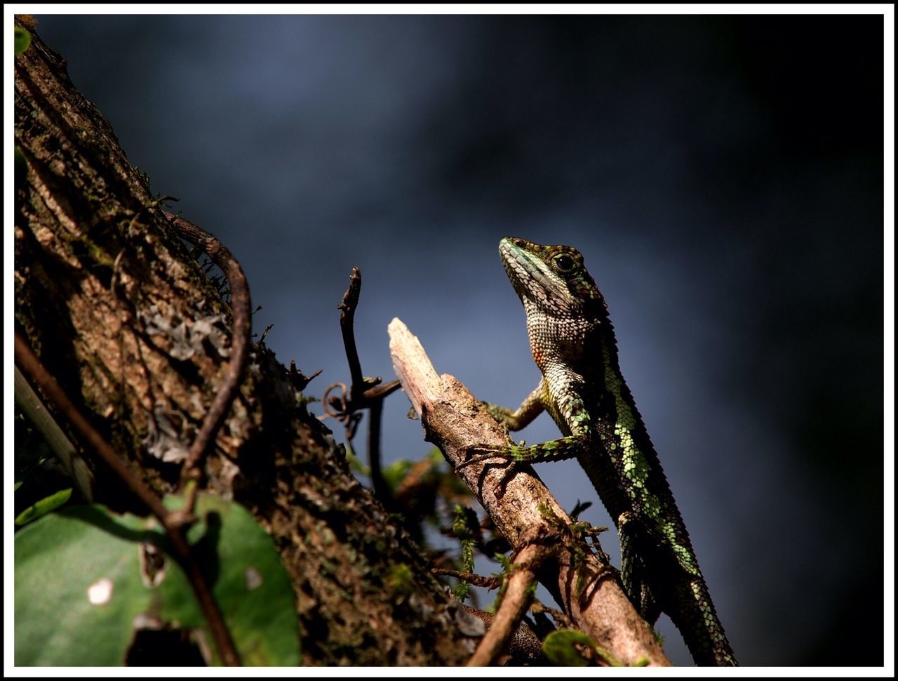 Lizard on branch