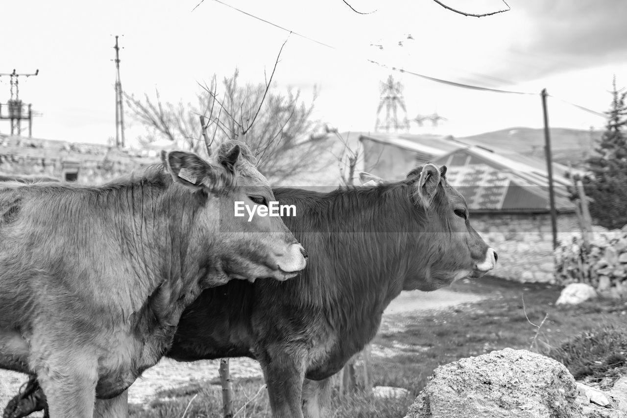 Cows standing in a field