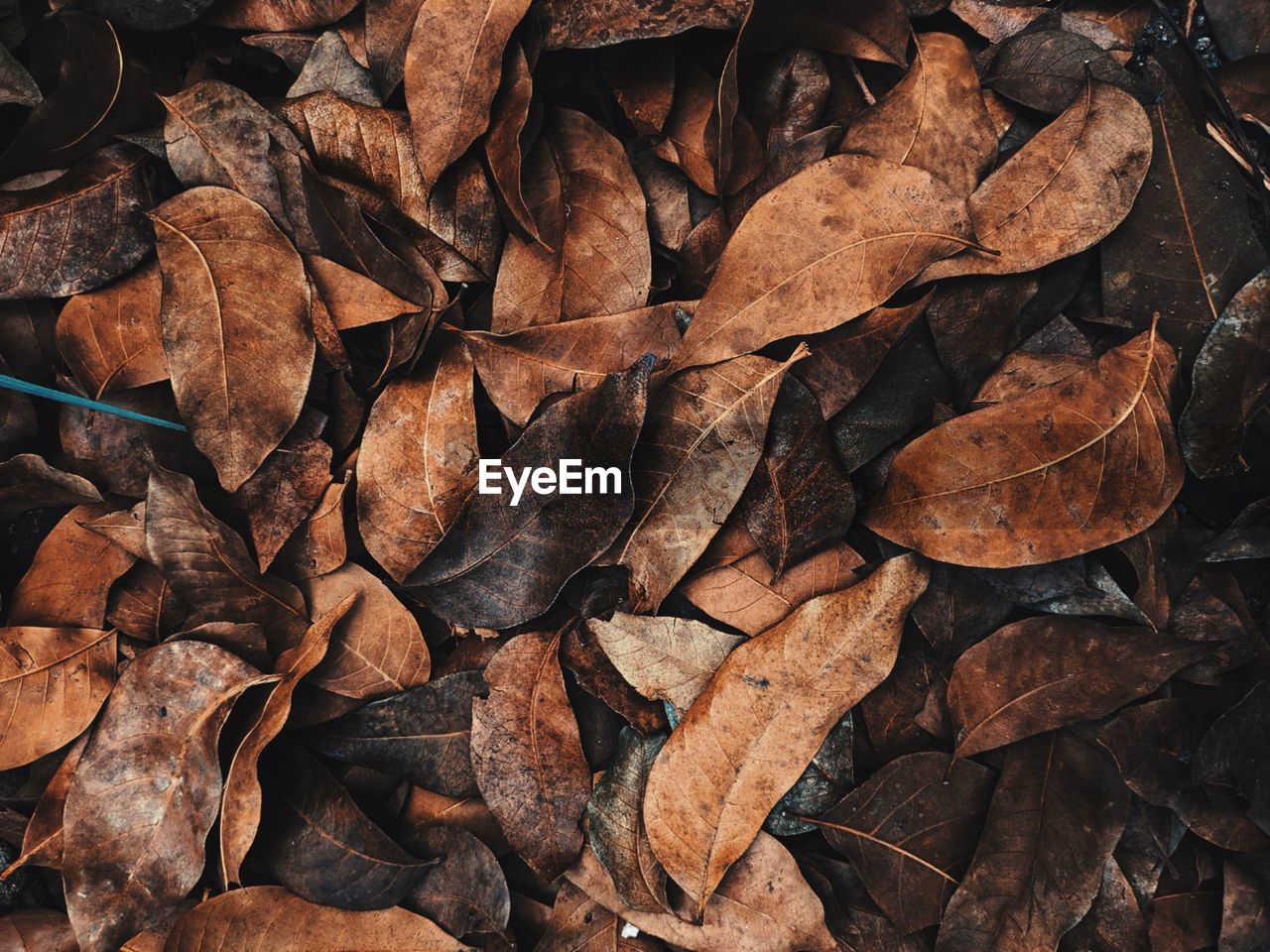 Full frame shot of dried leaves