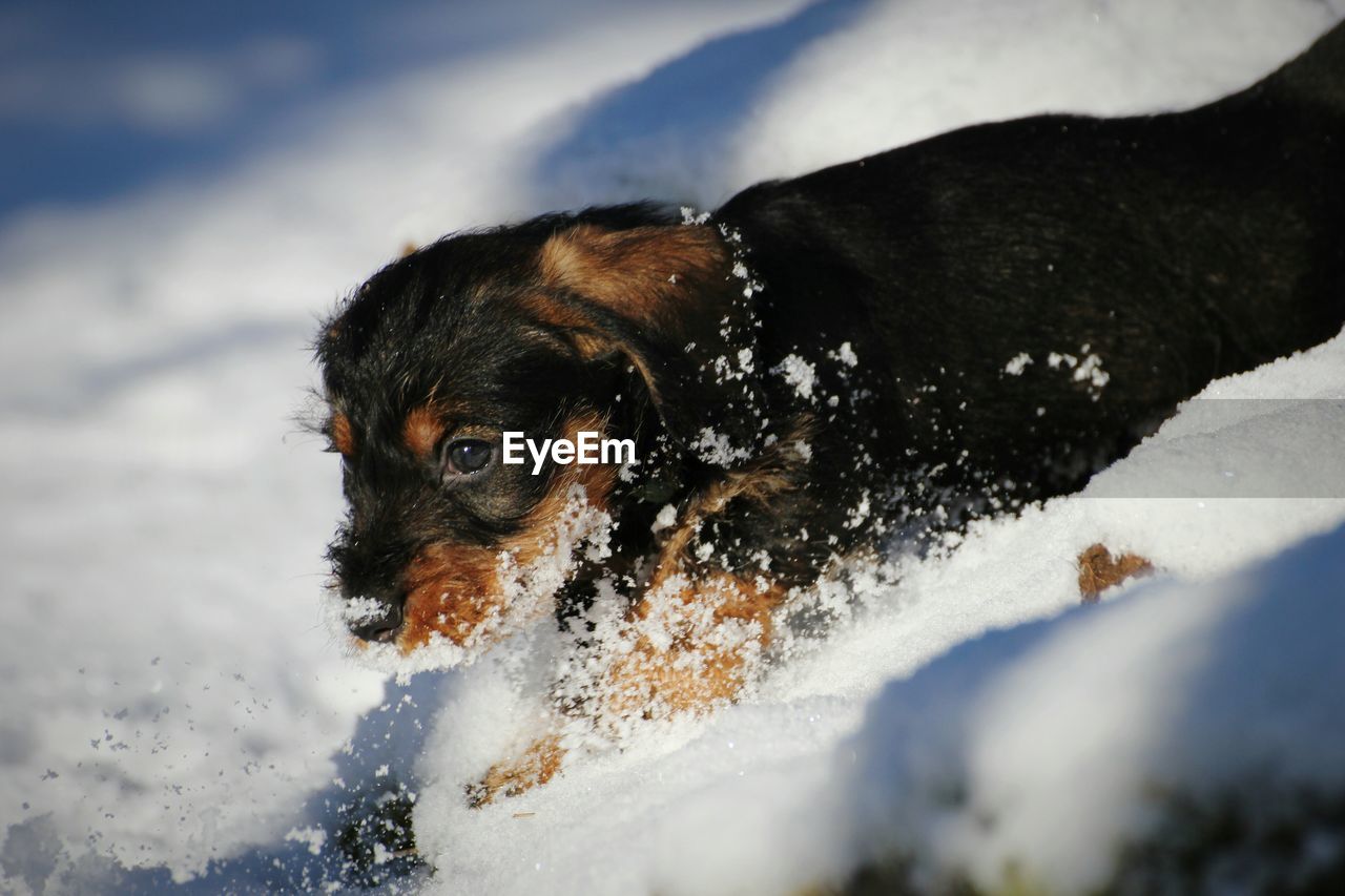 Close-up of dog in snow