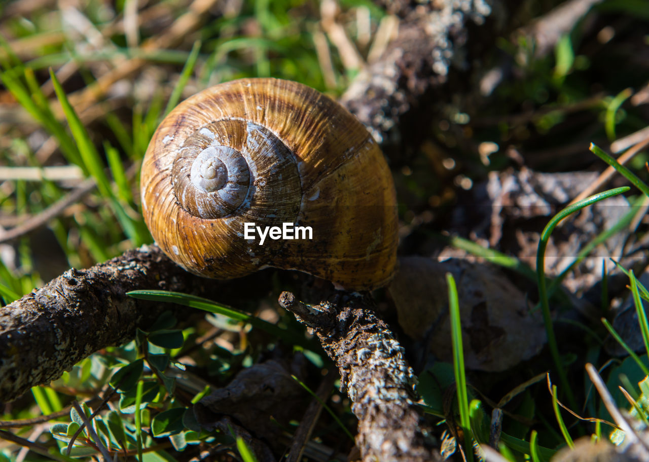 Close-up of snail on tree