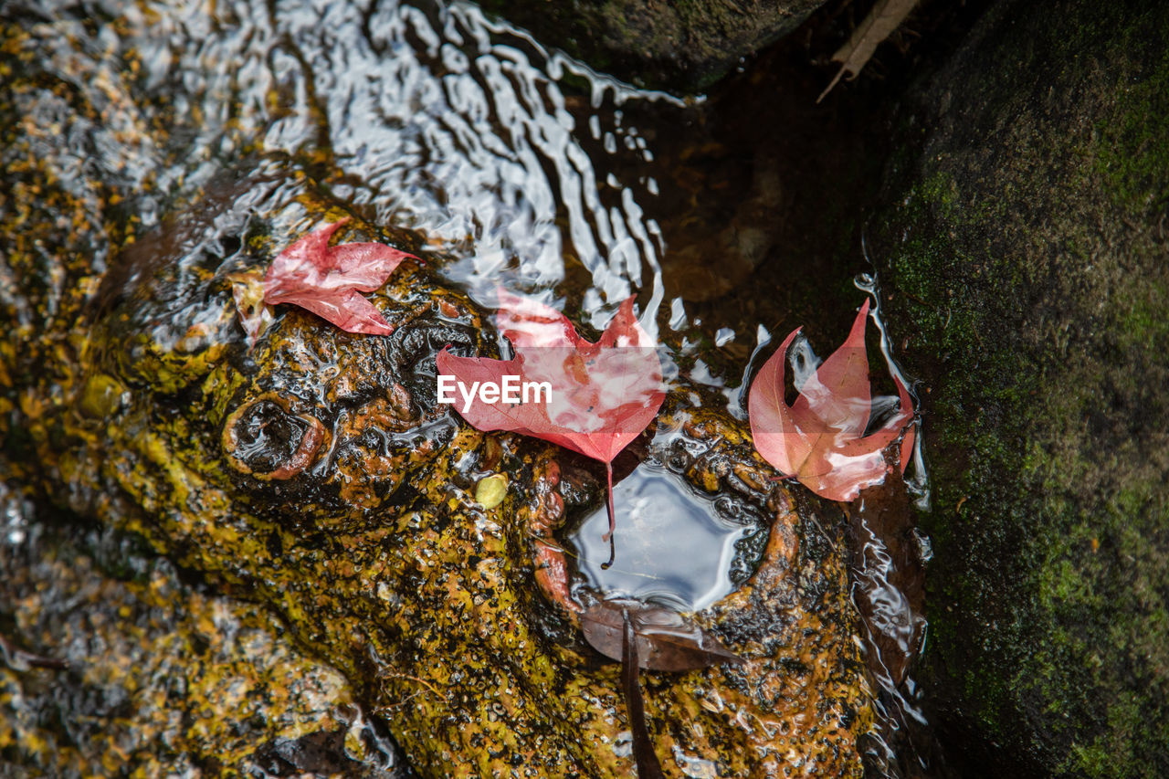 High angle view of leaf in water