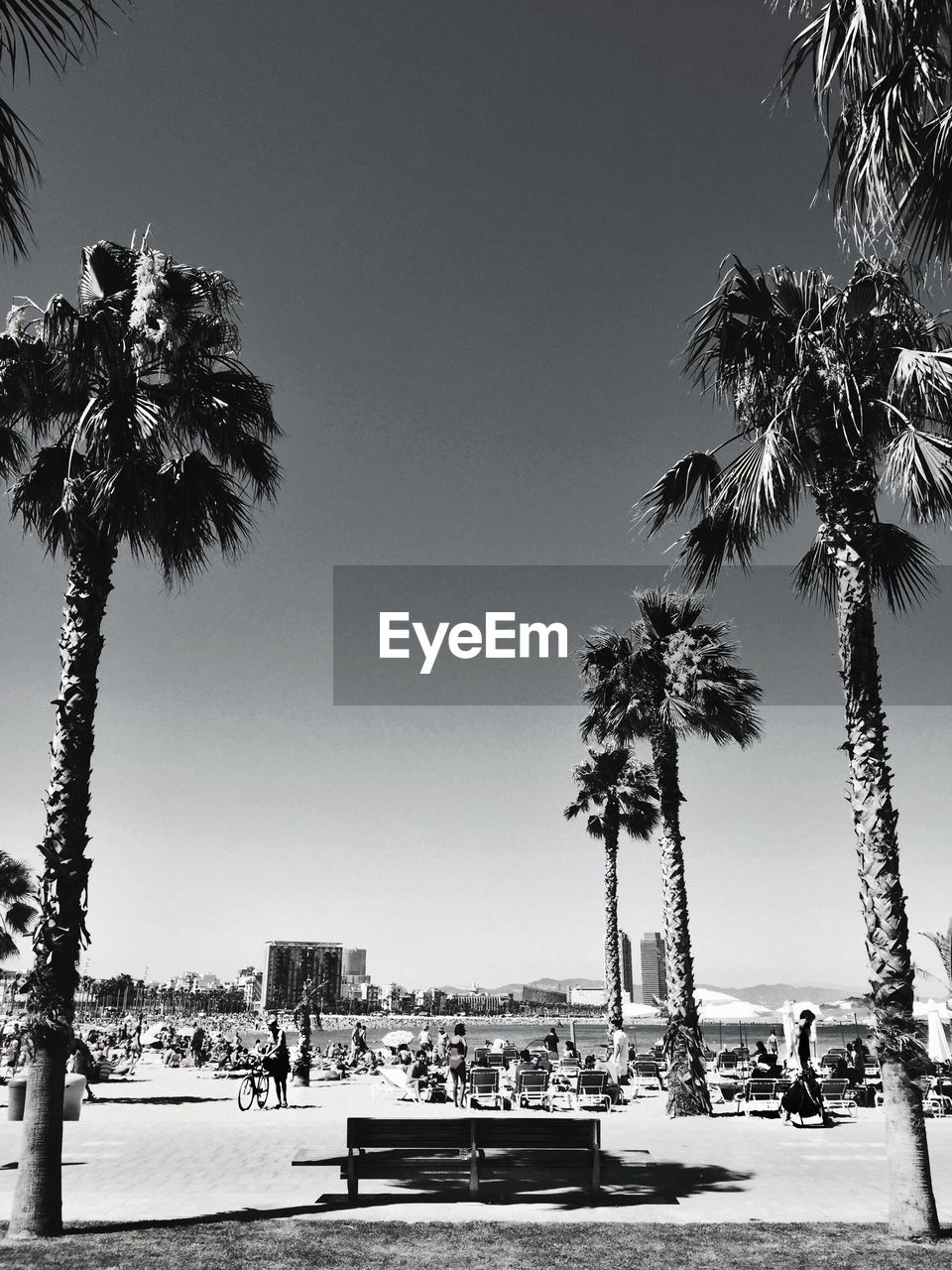 SILHOUETTE OF PALM TREES AGAINST CLEAR SKY