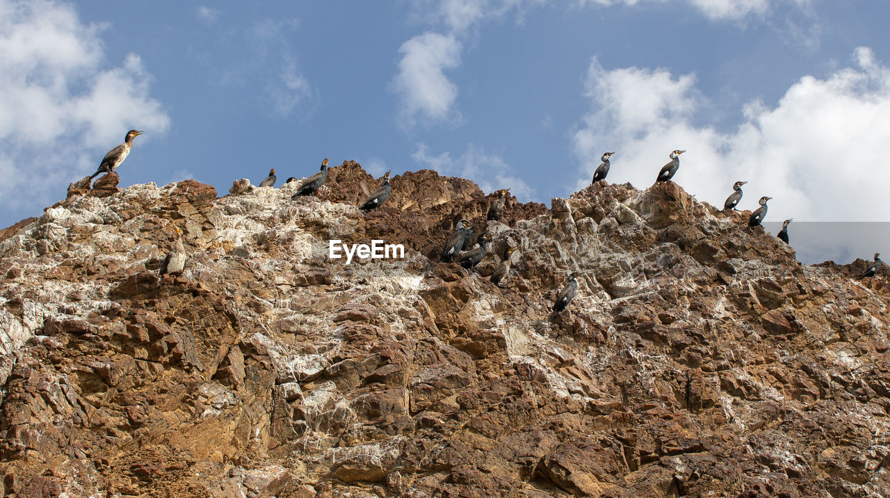 LOW ANGLE VIEW OF BIRDS ON ROCK