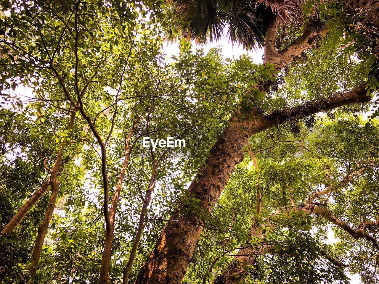 LOW ANGLE VIEW OF TREE TRUNKS IN FOREST