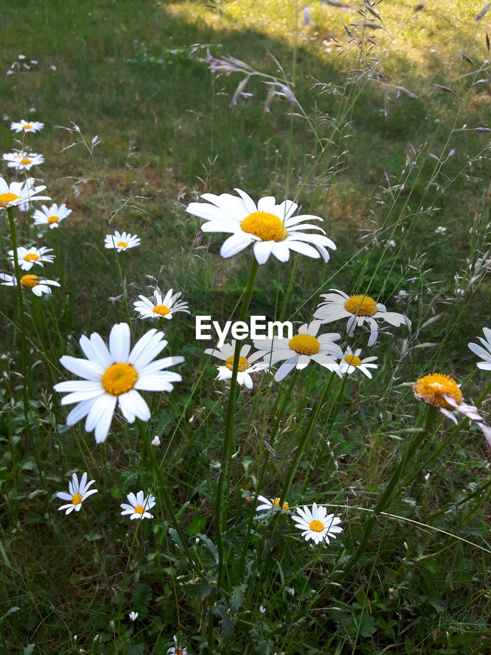 Flowers blooming outdoors