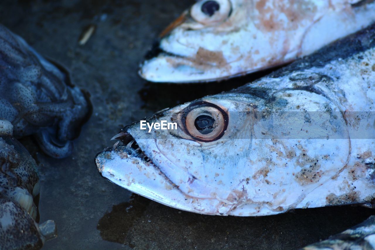 Close-up of fish in market