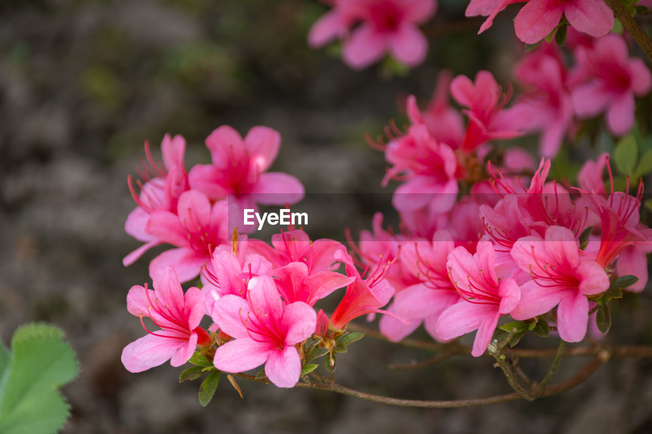 CLOSE-UP OF PINK ROSE FLOWERS