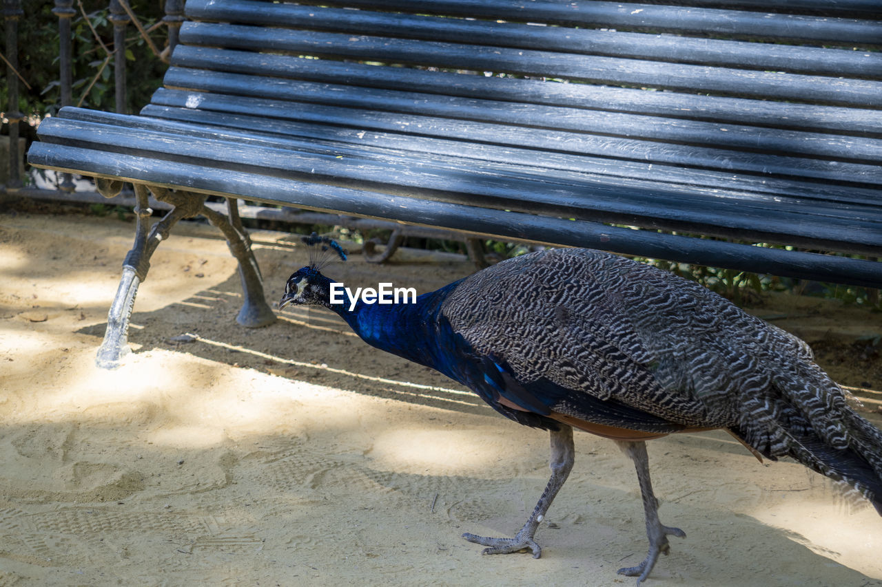 High angle view of peacock on bench