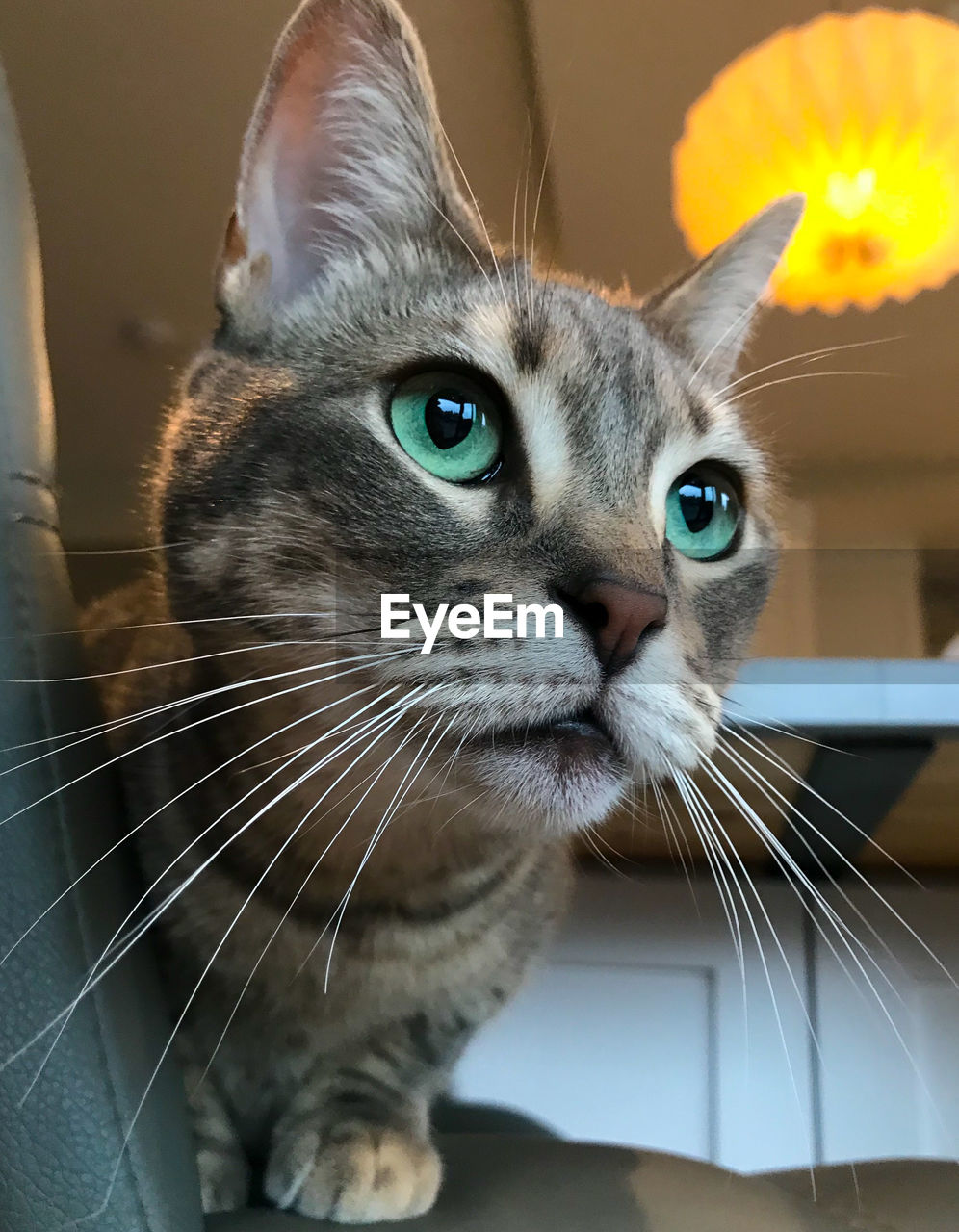 Close-up portrait of a cat