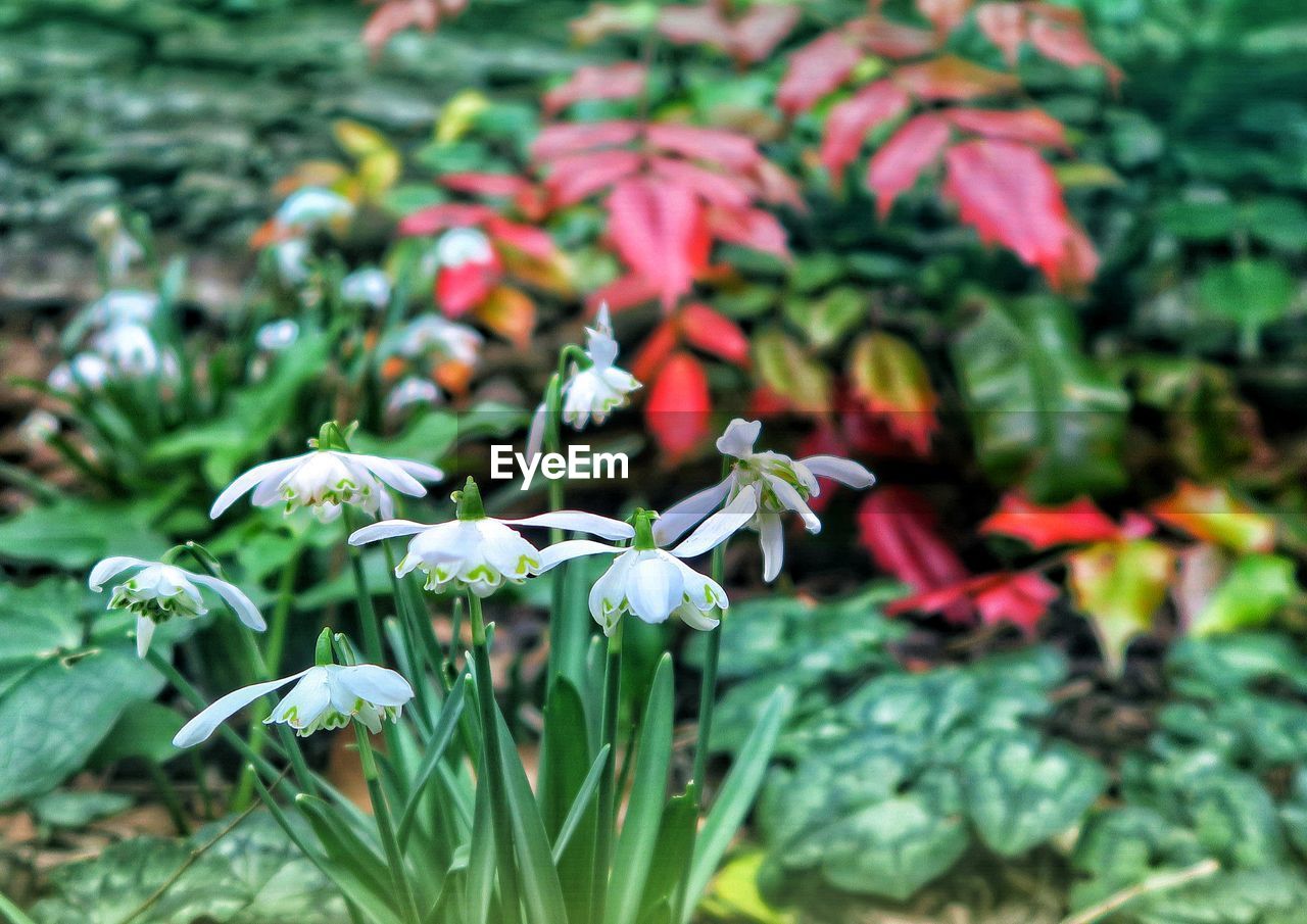 CLOSE-UP OF FLOWERING PLANTS ON LAND