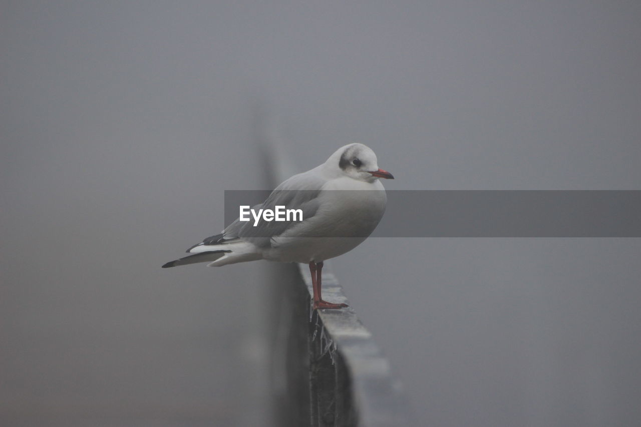 CLOSE-UP OF SEAGULL PERCHING ON WALL