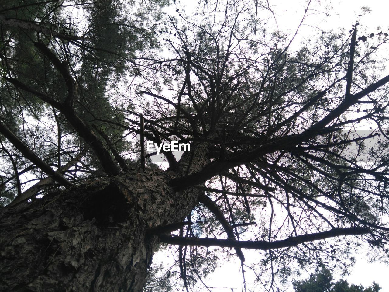 LOW ANGLE VIEW OF TREES AGAINST SKY