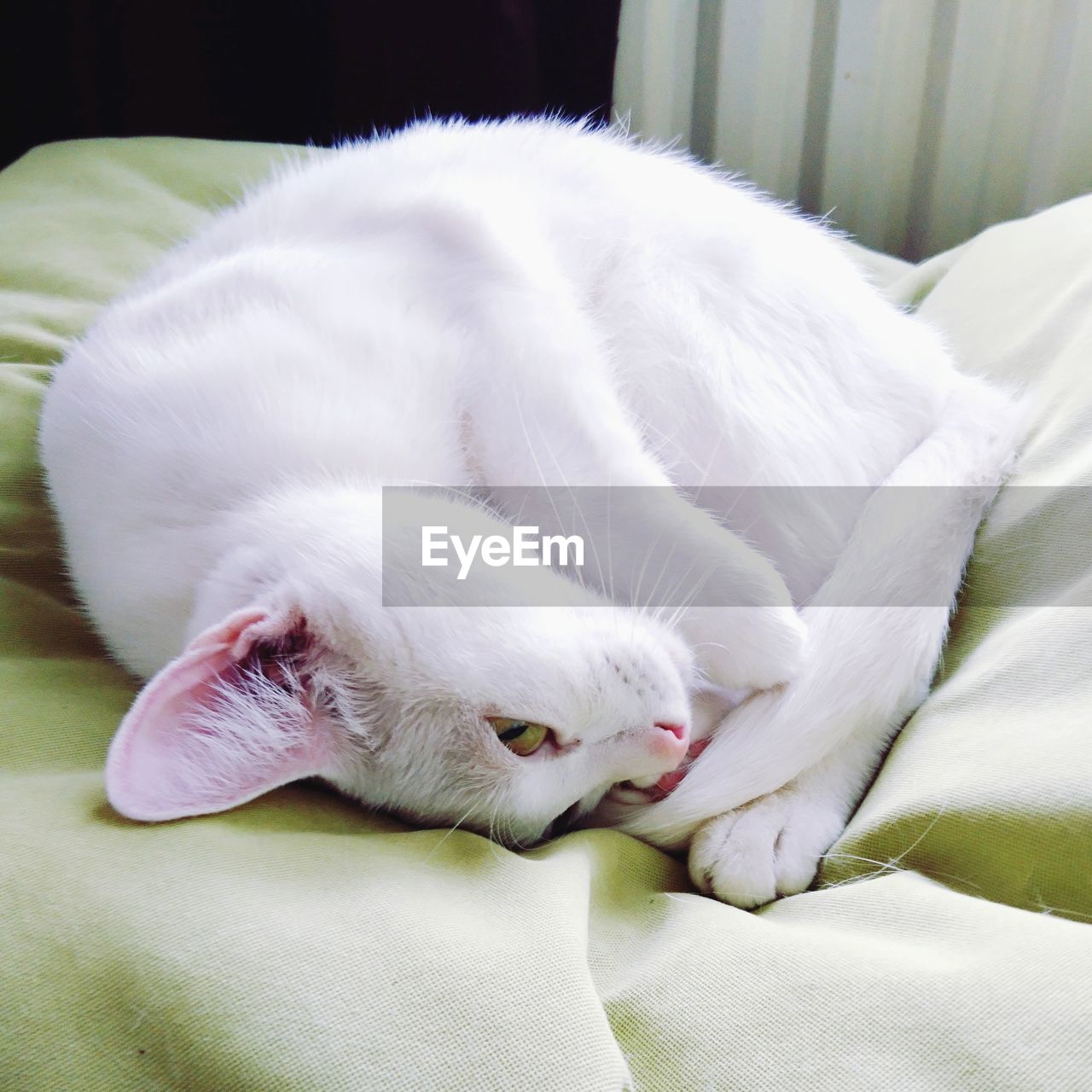 WHITE CAT LYING ON BED