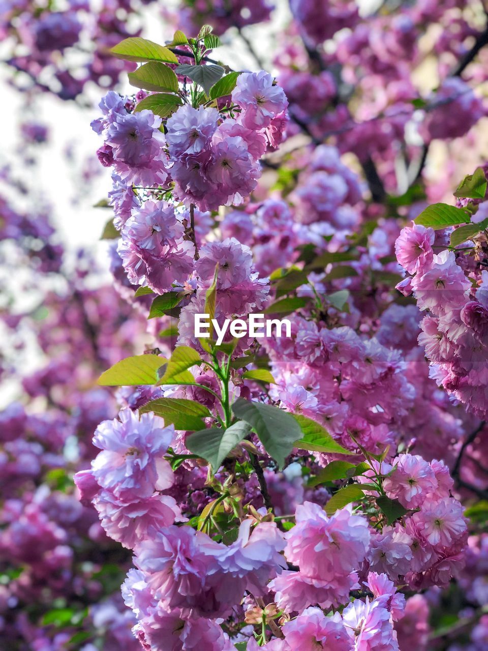 Close-up of pink cherry blossoms in spring