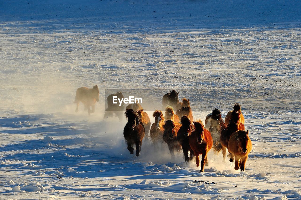 Herd of horses running on snow field