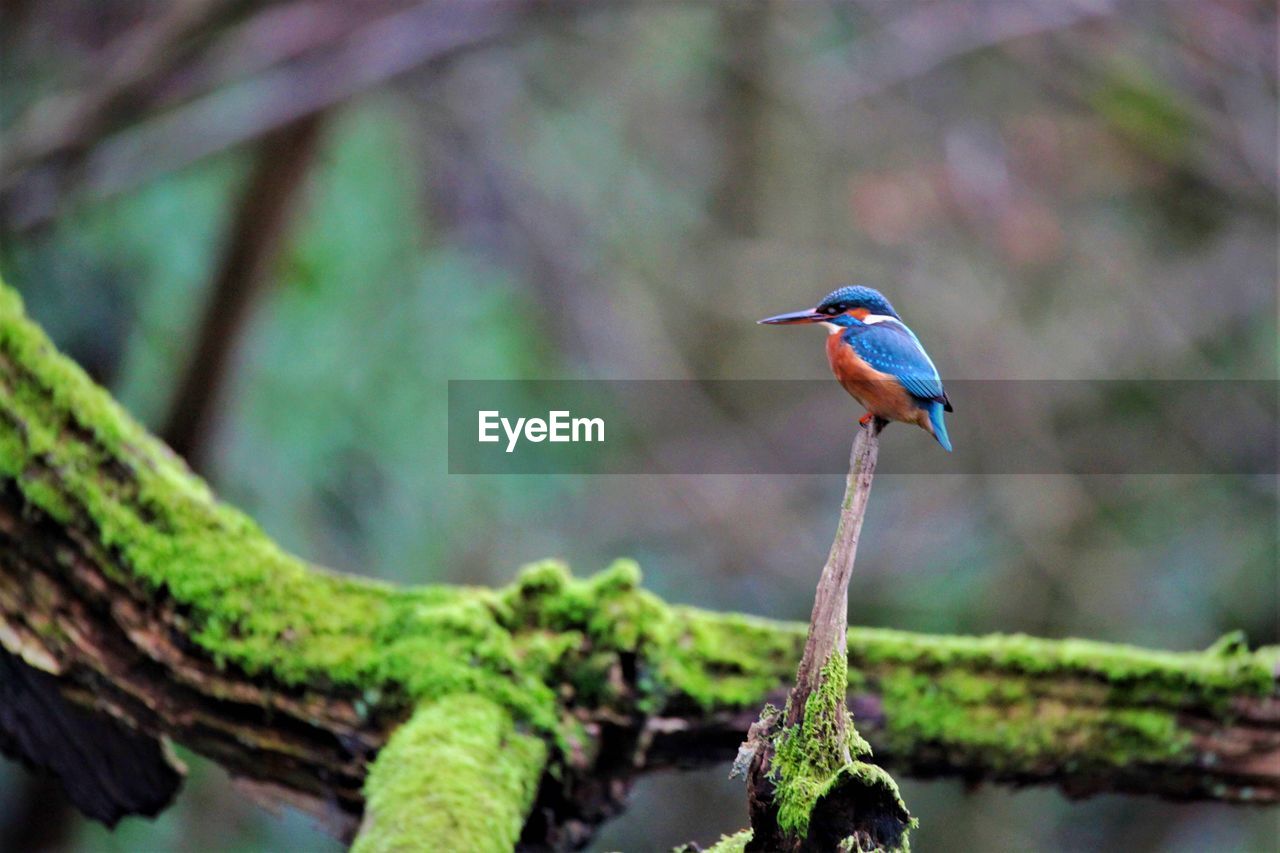 Kingfisher waiting.