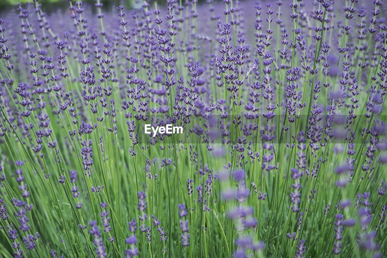 Close-up of purple flowering plants on field