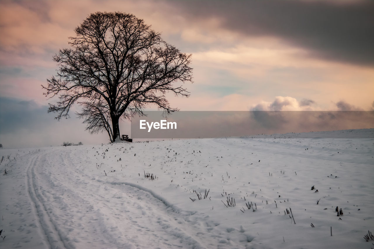 BARE TREE ON SNOW FIELD AGAINST SKY