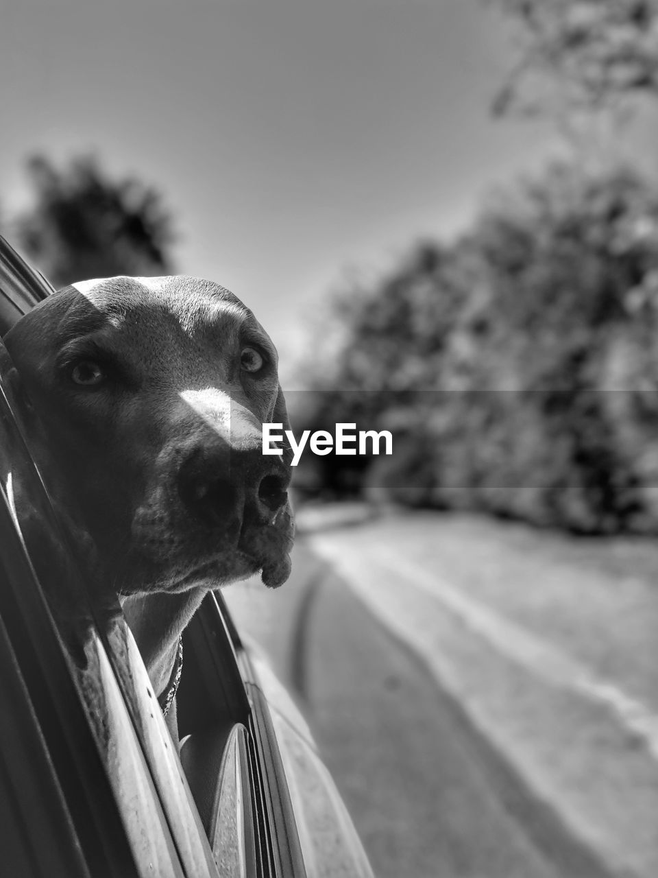 Close-up portrait of a dog, weimaraner, pet, 