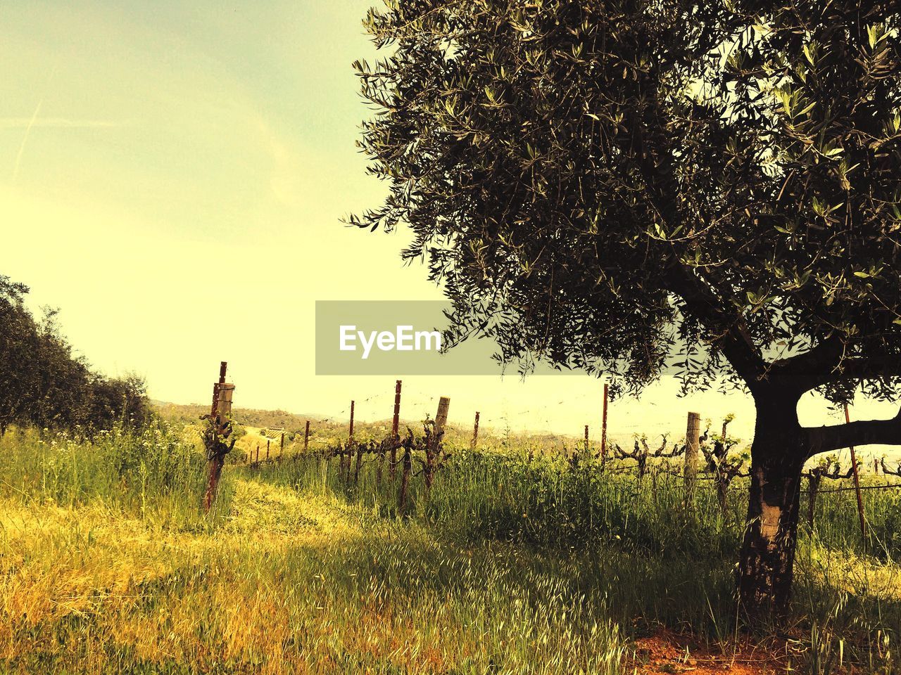 Trees on grassy field against clear sky