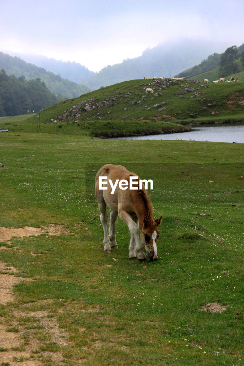 The free horse of the pyrenees, the pottok, grazes the green grass in the mountains next to a lake.