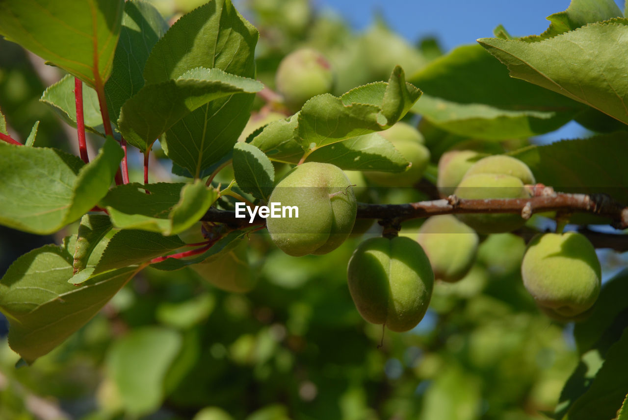 CLOSE-UP OF FRUITS ON TREE