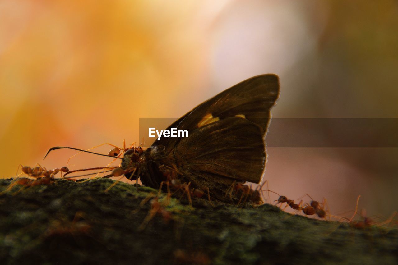 Close-up of butterfly