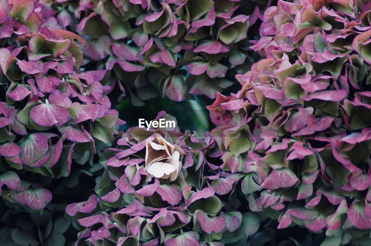 Close-up of dry purple hydrangea flowers