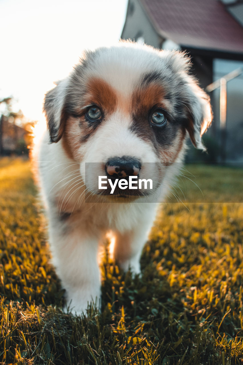 Young australian shepherd dog stands on the grass in the garden and smiles happily