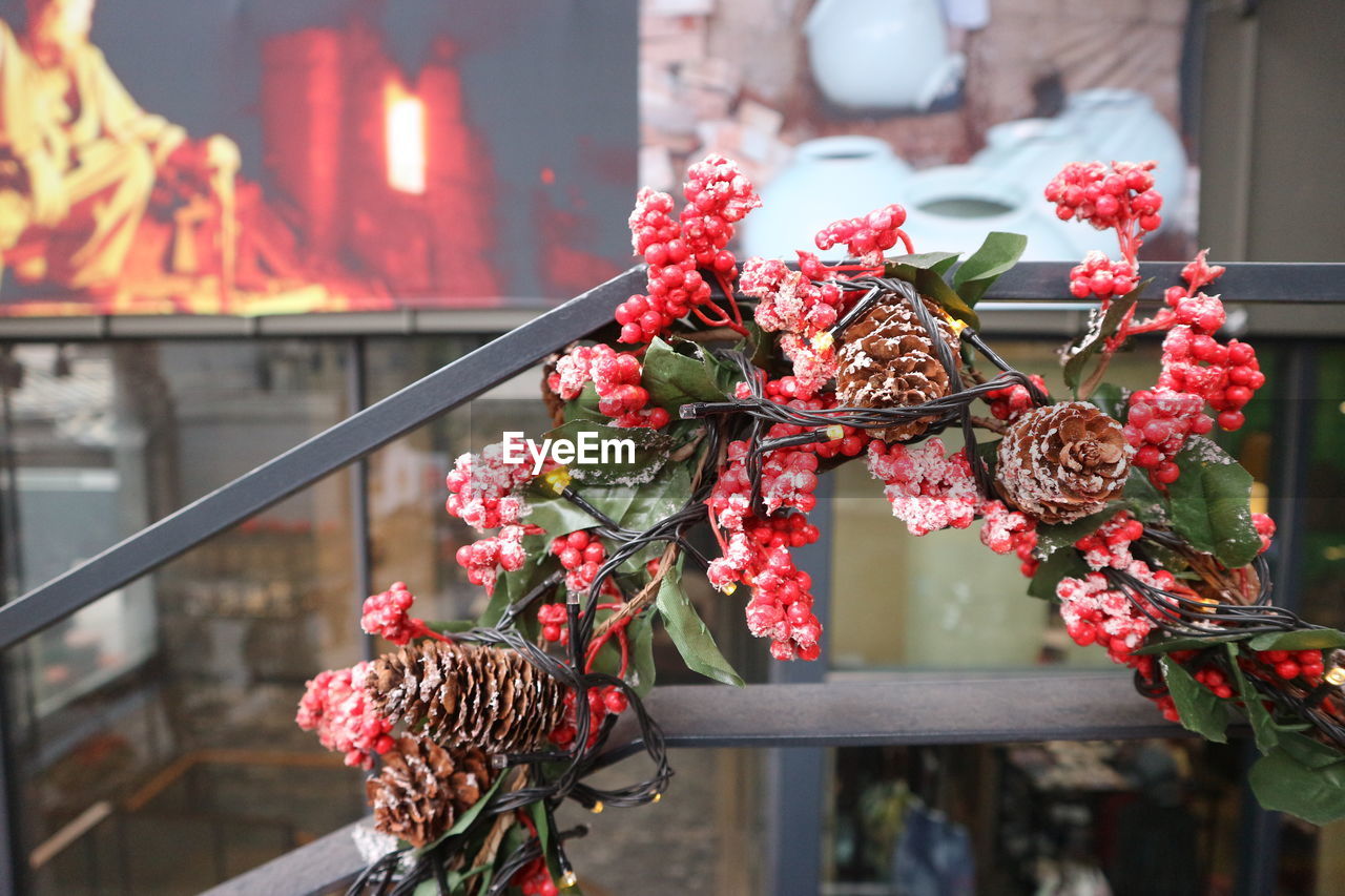 Close-up of red flowering plant against building