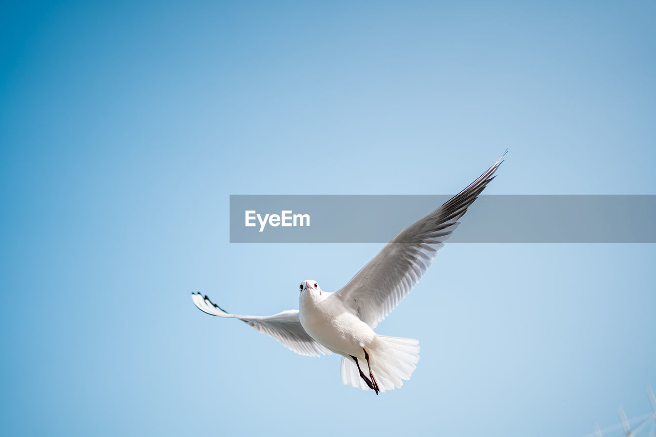 low angle view of bird flying against clear blue sky