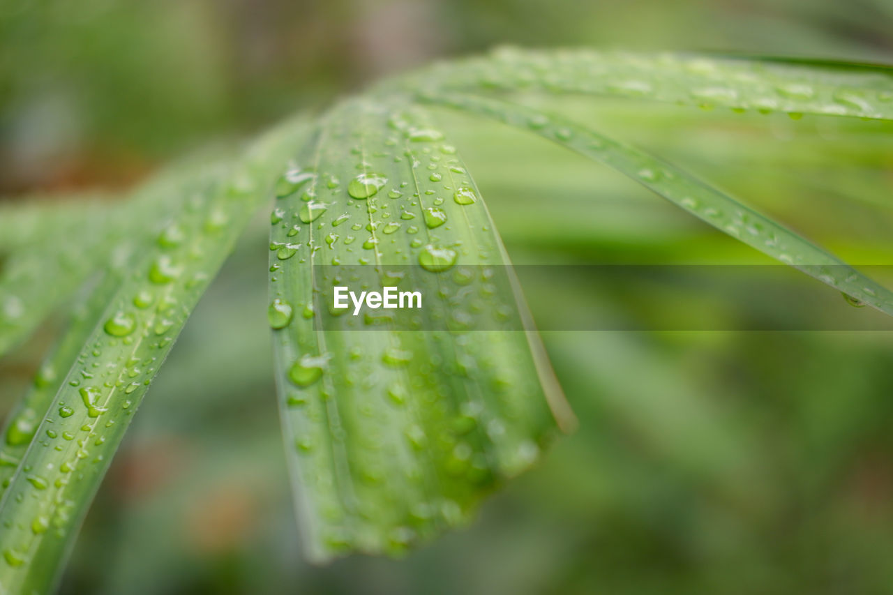 CLOSE-UP OF RAINDROPS ON LEAF