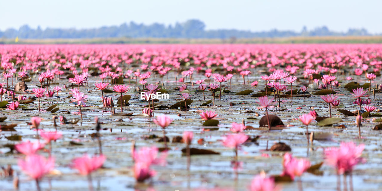 Pink lotus water lilies blooming in lake